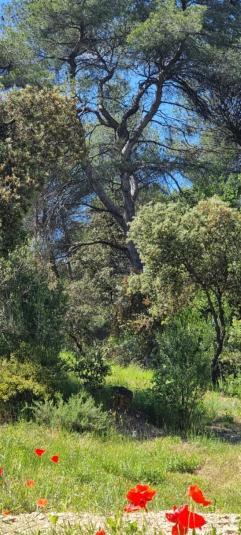 Aparthotel Les Bois De Zola Entre Provence Et Luberon Saint-Esteve-Janson Camera foto